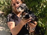 Mükemmek Minyatür Schnauzer Yavrularımız