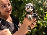 Mükemmek minyatür schnauzer yavrularımız