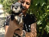 Mükemmek Minyatür Schnauzer Yavrularımız