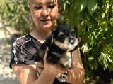 Mükemmek Minyatür Schnauzer Yavrularımız