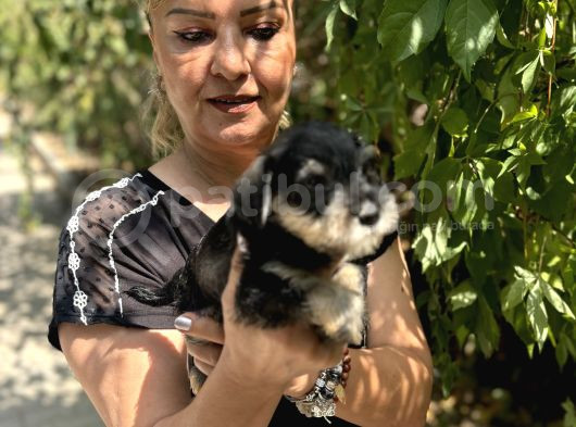 Mükemmek Minyatür Schnauzer Yavrularımız görsel
