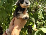 Mükemmek Minyatür Schnauzer Yavrularımız