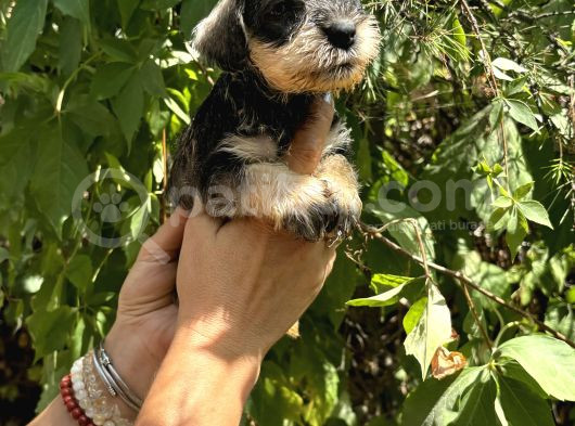 Mükemmek Minyatür Schnauzer Yavrularımız görsel