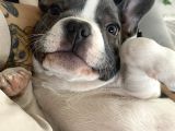 11 Aylık Aşıları Tam Erkek French Bulldog