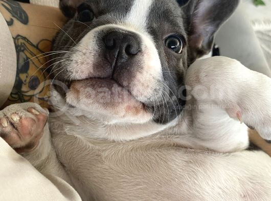 11 Aylık Aşıları Tam Erkek French Bulldog görsel