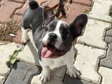 11 Aylık Aşıları tam Erkek French Bulldog