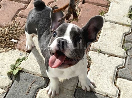 11 Aylık Aşıları Tam Erkek French Bulldog