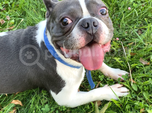 11 Aylık Aşıları Tam Erkek French Bulldog görsel