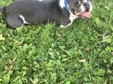 11 Aylık Aşıları Tam Erkek French Bulldog