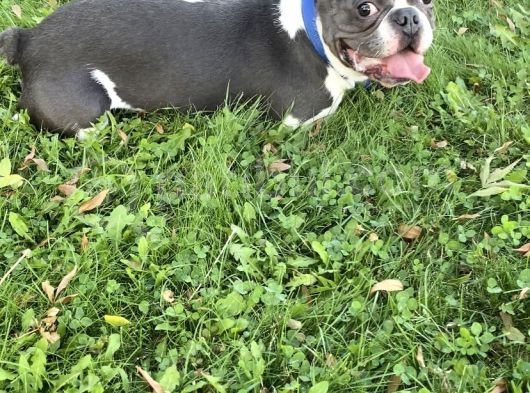 11 Aylık Aşıları Tam Erkek French Bulldog görsel