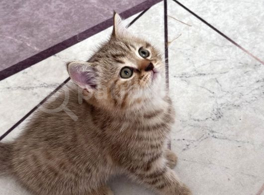 Ev Ortamında Büyüyen Sağlıklı Yavrularım Tuvalet Egitimi Var görsel