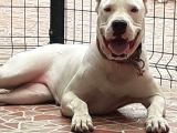 4 Aylık Çok Kaliteli Safkan Orijinal Dogo Yavrularımız