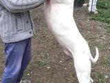4 aylık çok kaliteli safkan orijinal Dogo Yavrularımız