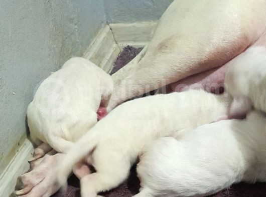 4 Aylık Çok Kaliteli Safkan Orijinal Dogo Yavrularımız görsel