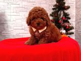 Tooy poodle cinsi yavrular Dişi erkek mevcuttur 