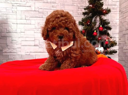 Tooy Poodle Cinsi Yavrular Dişi Erkek Mevcuttur 