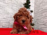 Tooy Poodle Cinsi Yavrular Dişi Erkek Mevcuttur 