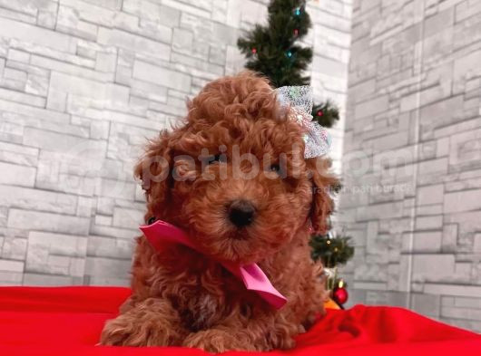 Tooy Poodle Cinsi Yavrular Dişi Erkek Mevcuttur  görsel
