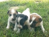 Show Kalite Fırlama Jack Russel Terrier Yavruları