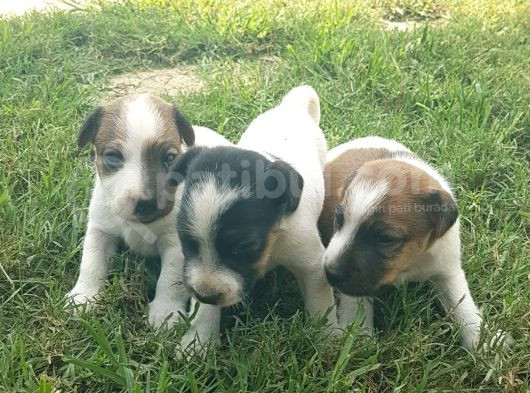 Show Kalite Fırlama Jack Russel Terrier Yavruları görsel