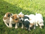 Show Kalite Fırlama Jack Russel Terrier Yavruları