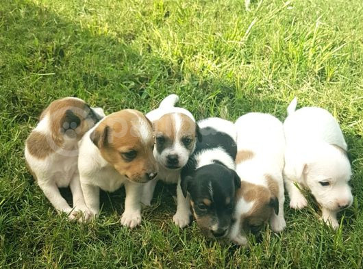 Show Kalite Fırlama Jack Russel Terrier Yavruları görsel