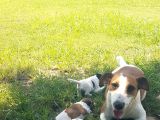 Show Kalite Fırlama Jack Russel Terrier Yavruları