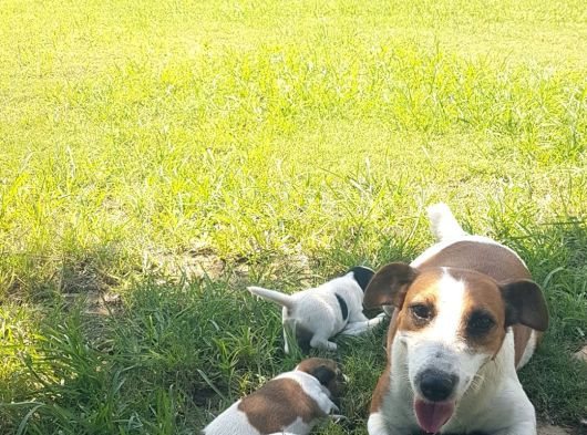 Show Kalite Fırlama Jack Russel Terrier Yavruları görsel