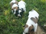 Show Kalite Fırlama Jack Russel Terrier Yavruları
