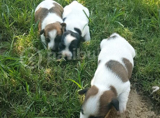 Show Kalite Fırlama Jack Russel Terrier Yavruları görsel
