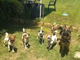 Show Kalite Fırlama Jack Russel Terrier Yavruları
