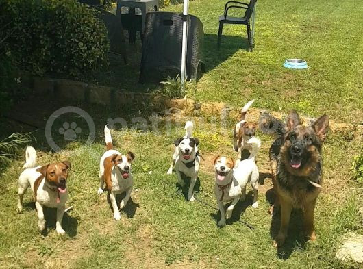 Show Kalite Fırlama Jack Russel Terrier Yavruları