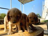 Irk Ve Sağlik Garanti̇ Orji̇nal Cocker Bebeği̇mi̇z