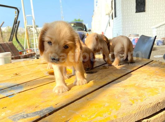 Irk Ve Sağlik Garanti̇ Orji̇nal Cocker Bebeği̇mi̇z görsel
