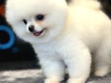 Efsane Güzellikte Pomeranian Boo
