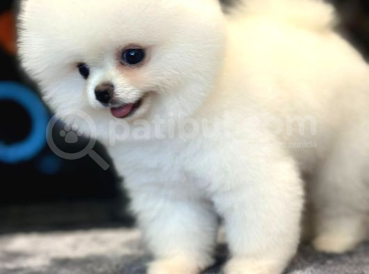 Efsane Güzellikte Pomeranian Boo görsel