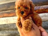 Muhteşem Kilo Garantili Poodle Yavrularım 