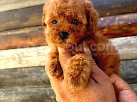 Muhteşem Kilo Garantili Poodle Yavrularım  görsel