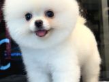 Efsane Güzellikte Pomeranian Boo