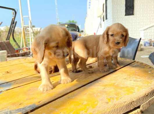 Irk Ve Sağlik Garanti̇ Orji̇nal Cocker Bebeği̇mi̇z görsel
