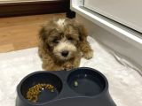 Morkie Yavrumuzu Sahiplendiriyoruz