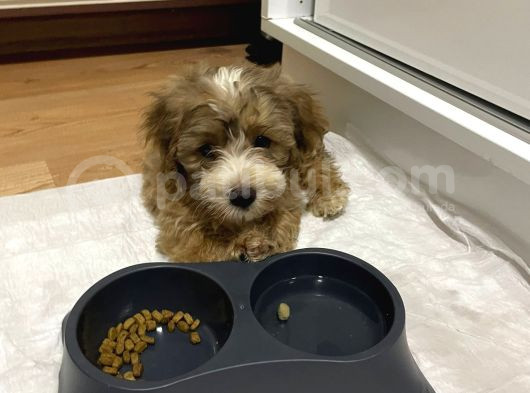 Morkie Yavrumuzu Sahiplendiriyoruz görsel