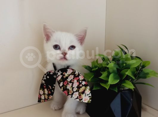 Boncuk Prenses Kızımız Teslime Hazır görsel