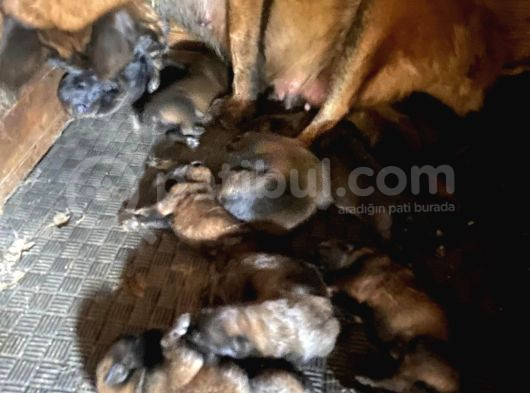 Belçika Kurdu Malinois Yavrularimiz 3 Günlük görsel