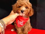 Tooy poodle cinsi yavrular Dişi erkek mevcuttur 