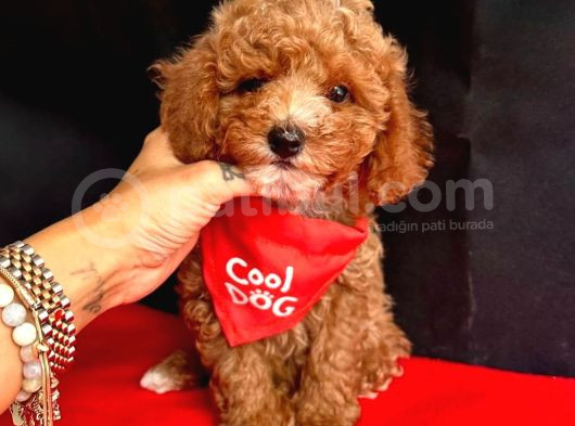 Tooy Poodle Cinsi Yavrular Dişi Erkek Mevcuttur 