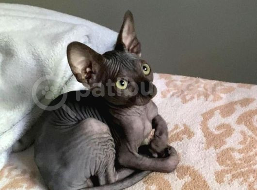 Rufus 6 Aylık Erkek Don Spyhnx görsel