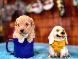 Zeki Tüy Dökmez Sevimli Minik A Secereli Maltipoo