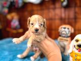 Zeki Tüy Dökmez Sevimli Minik A Secereli Maltipoo