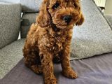 Tooy poodle cinsi yavrular Dişi erkek mevcuttur 